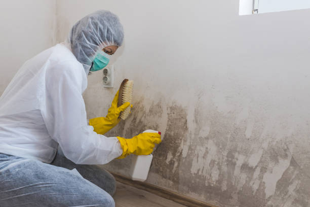 Best Residential Mold Removal  in Sayville, NY