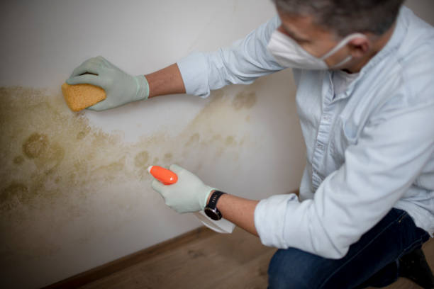 Best Same-Day Mold Removal  in Sayville, NY