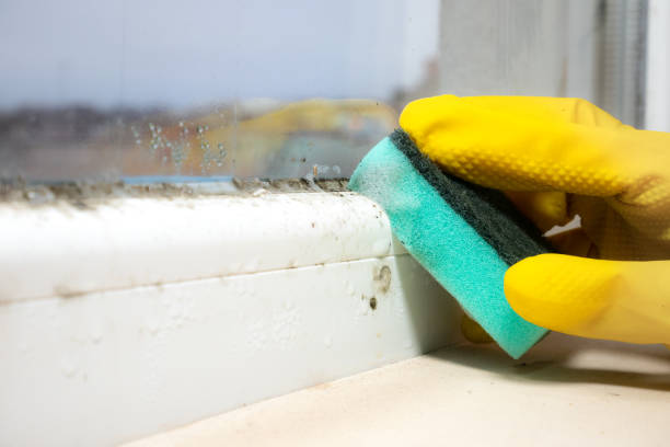 Best Mold Remediation  in Sayville, NY