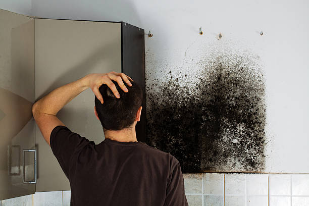 Best Local Mold Removal Service  in Sayville, NY