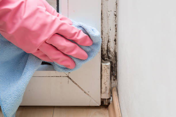 Best Toxic Mold Removal  in Sayville, NY