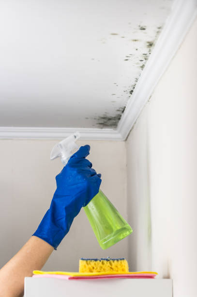 Best Attic Mold Removal  in Sayville, NY