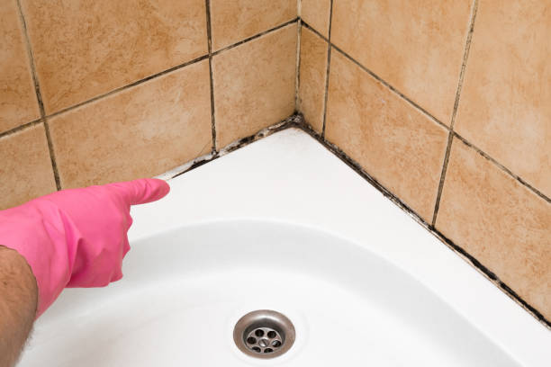 Best Black Mold Removal  in Sayville, NY